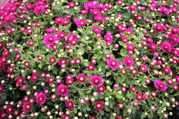 Purple Mums by Cynthia Guinn Purple Mums by Cynthia Guinn